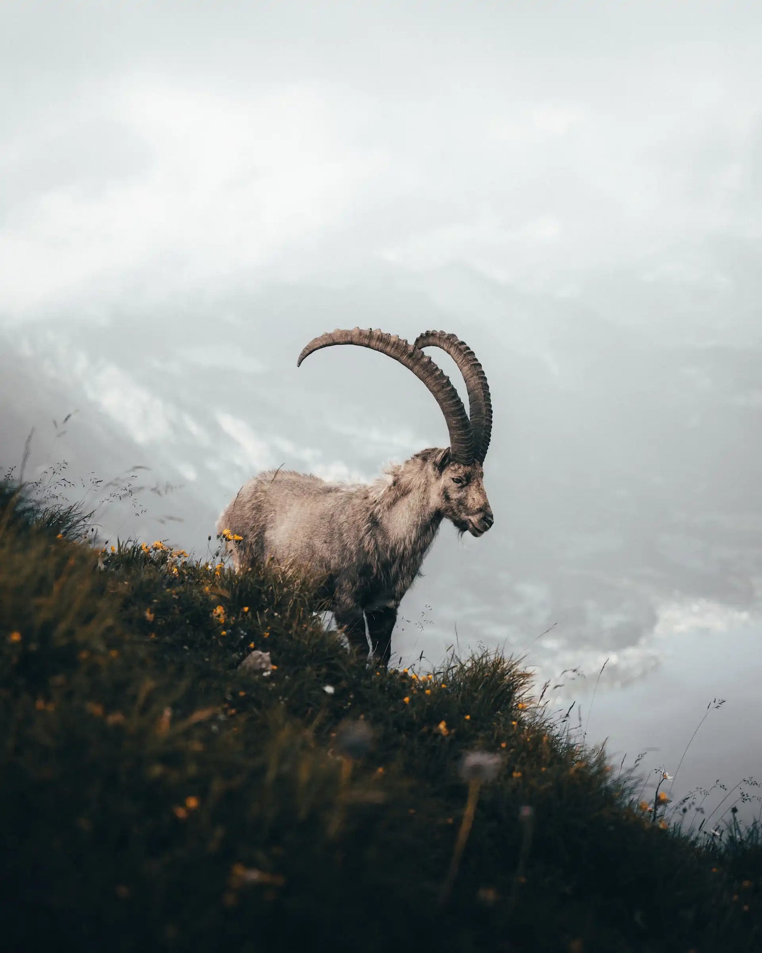 Alter majestätischer Steinbock auf Alpenweide_elegant und kraftvoll