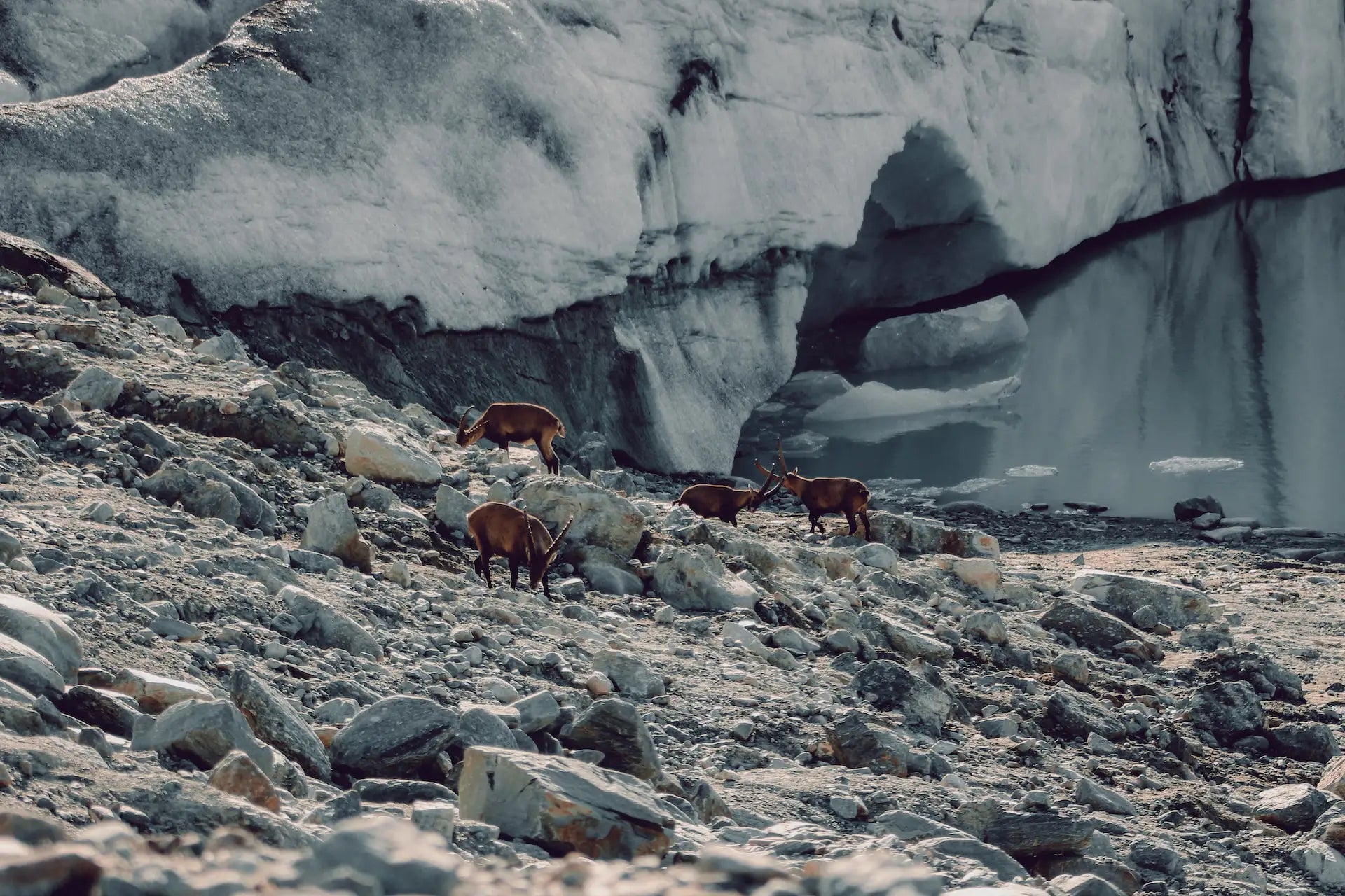 Steinböcke im Element vor einem Gletschersee - Bild für Kollektion The IBEX von Steinbock Watches